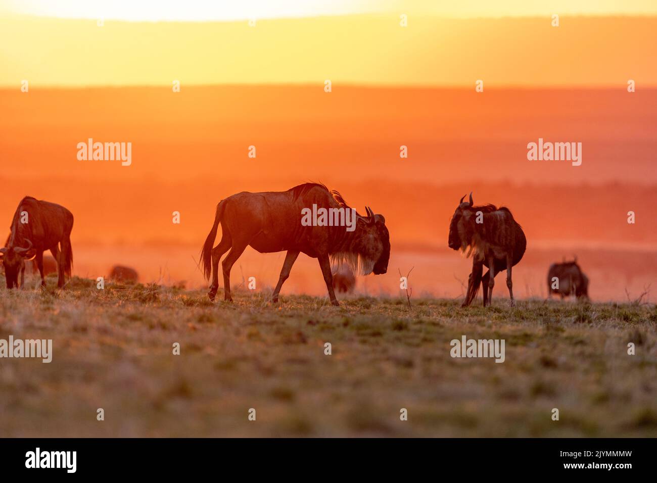 Wildebeest group in the savannah at sunset, Masai Mara National Reserve, National Park, Kenya, East Africa, Africa Stock Photo
