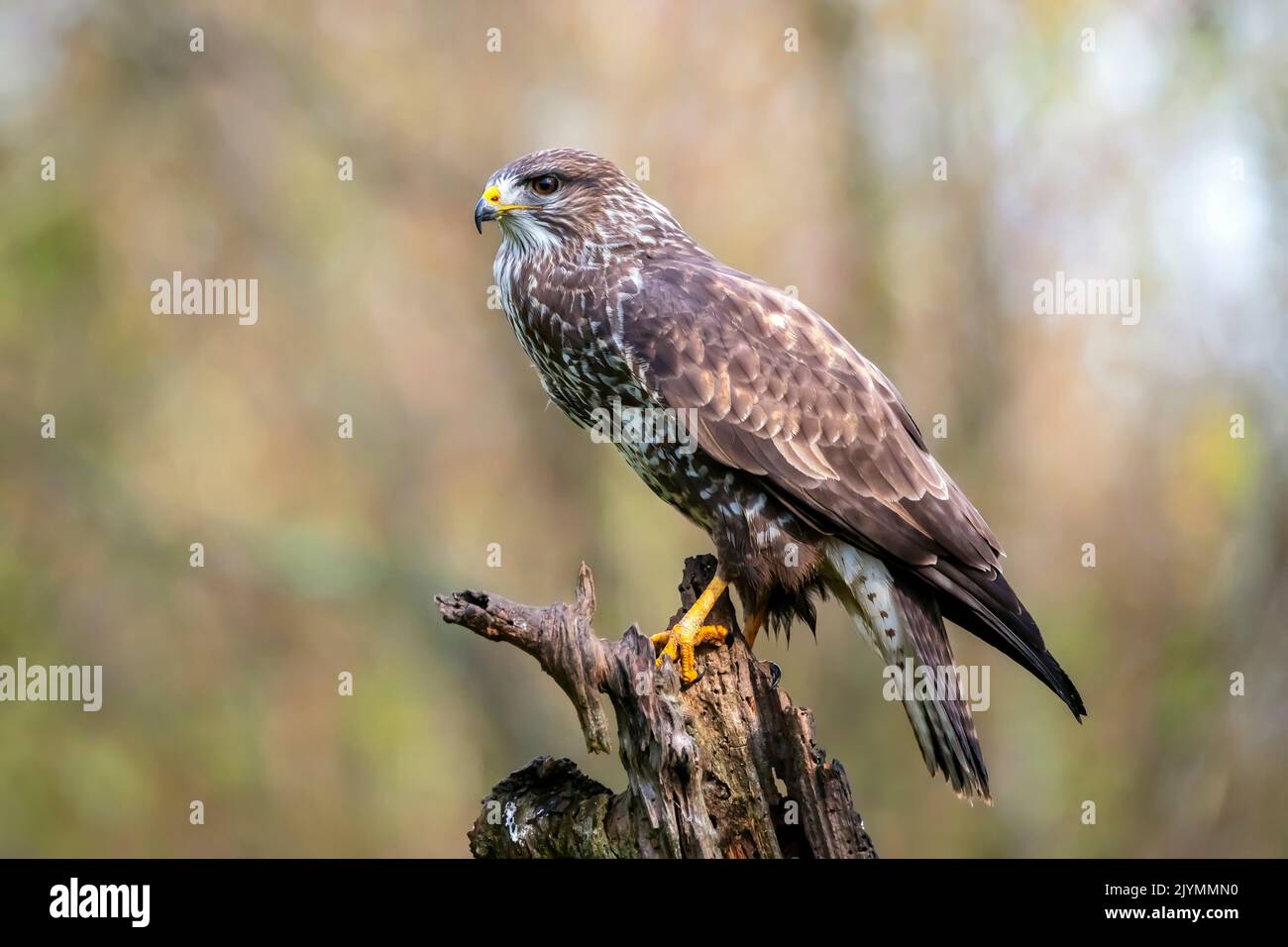 Common Buzzard (Buteo buteo) on an old dead tree at the edge of a forest in winter, Lorraine countryside south of Nancy, France Stock Photo