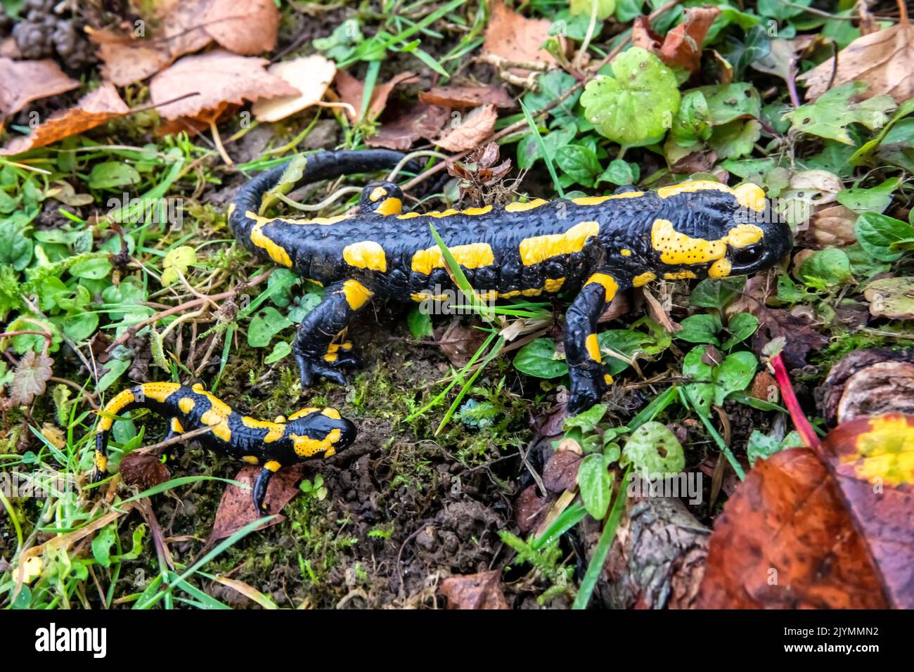 Fire salamander (Salamandra salamandra) adult with juvenile on the ground in the undergrowth in autumn, Massif de la Forêt de la Reine, Environs de Toul, Meurthe-et-Moselle, France Stock Photo