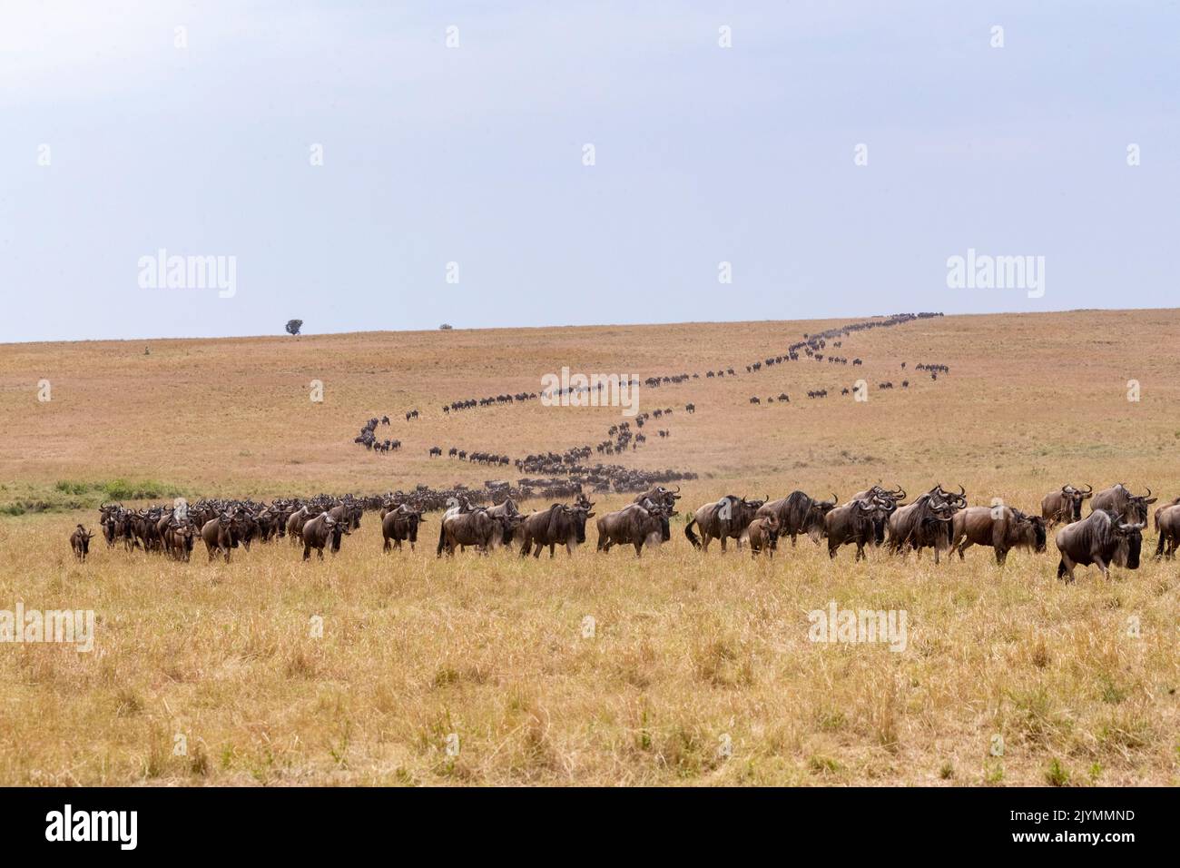 Wildebeest group in the savannah, Masai Mara National Reserve, National Park, Kenya, East Africa, Africa Stock Photo