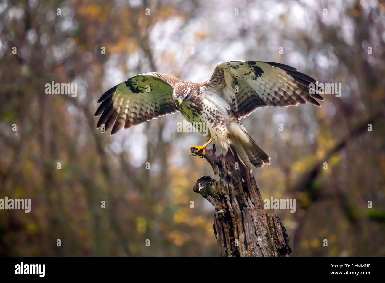 Common Buzzard (Buteo buteo) open wings on an old dead tree at the edge of a forest in winter, Lorraine countryside south of Nancy, France Stock Photo