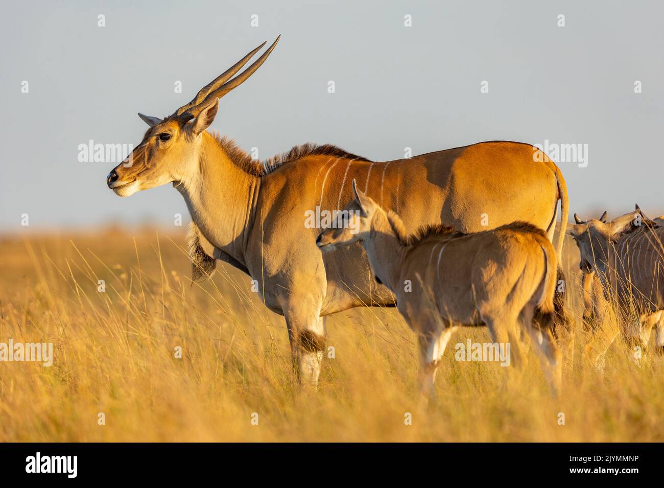 Common eland (Tragelaphus oryx), in the savanna, Masai Mara National Reserve, National park, Kenya Stock Photo