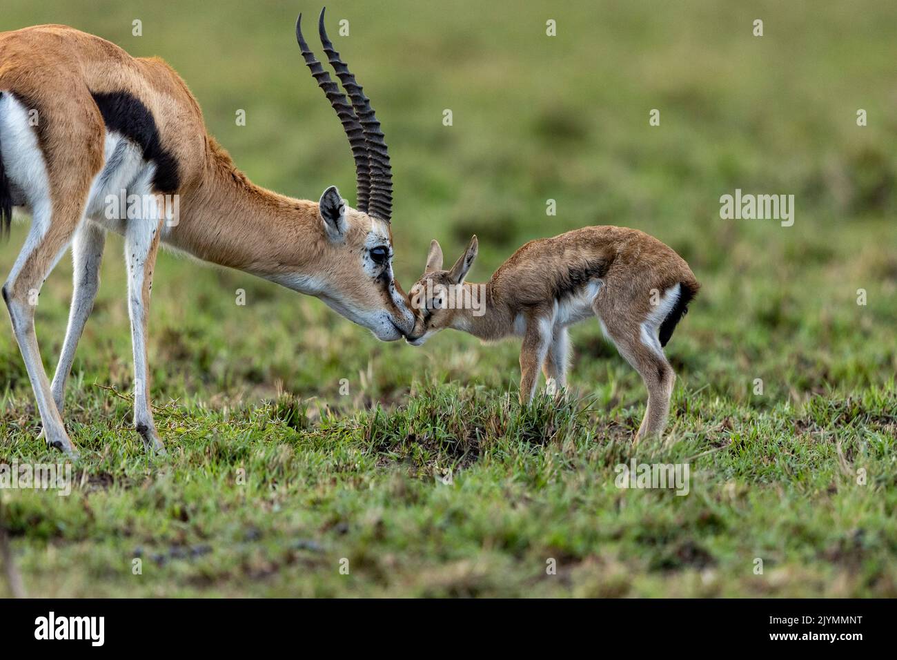 Thomson's Gazelle (Eudorcas thomsonii), in the savannah, An adult male comes to sniff a newborn, Masai Mara National Reserve, National Park, Kenya, East Africa, Africa Stock Photo