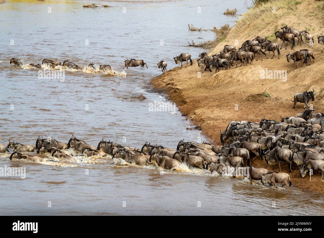 Wildebeest group crossing the Mara river, Masai Mara National Reserve, National Park, Kenya, East Africa, Africa Stock Photo