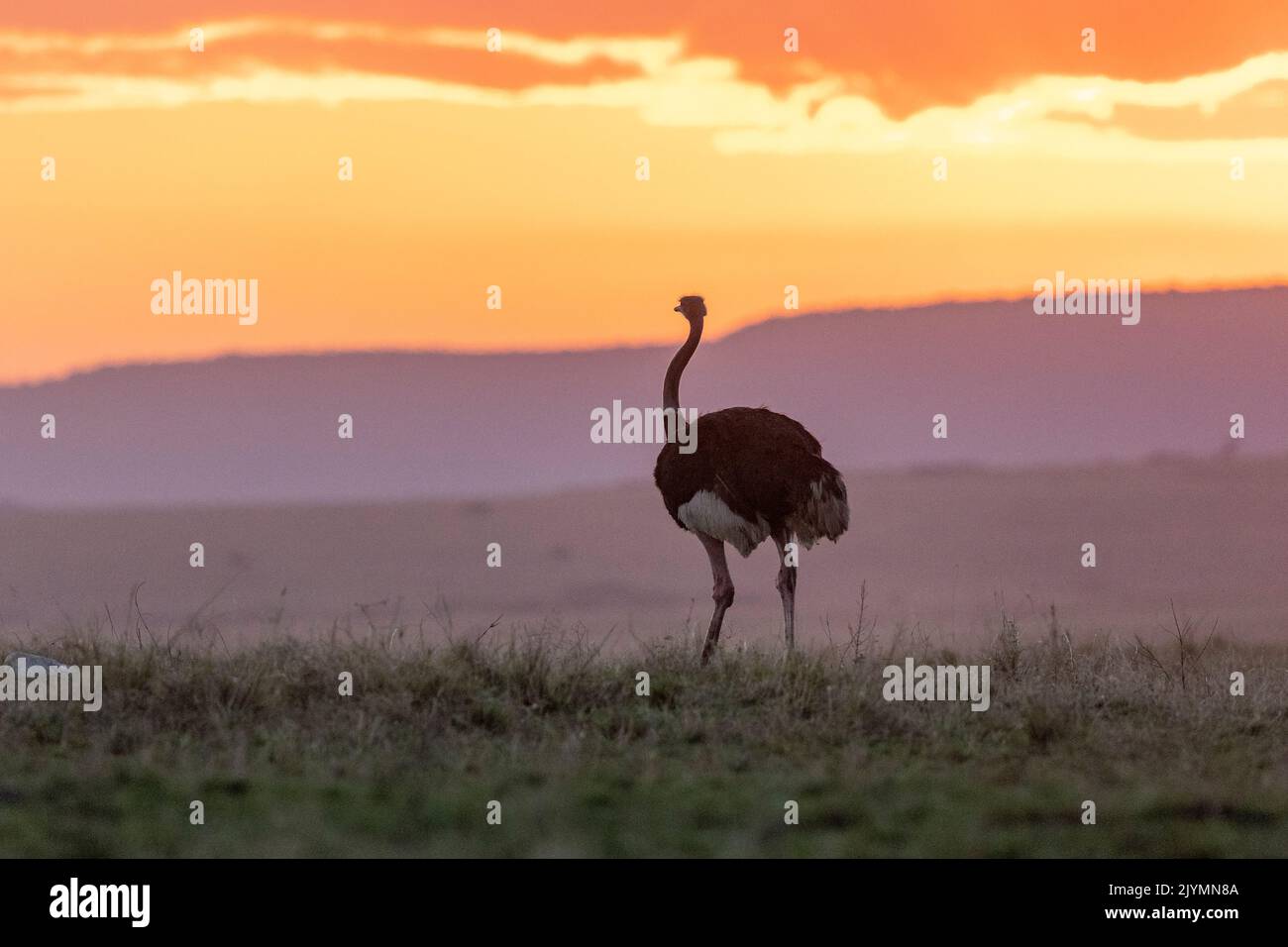 Ostrich or common ostrich (Struthio camelus), in the savannah, the male is black, at sunset, savannah, Masai Mara National Reserve, National Park, Kenya, East Africa, Africa Stock Photo