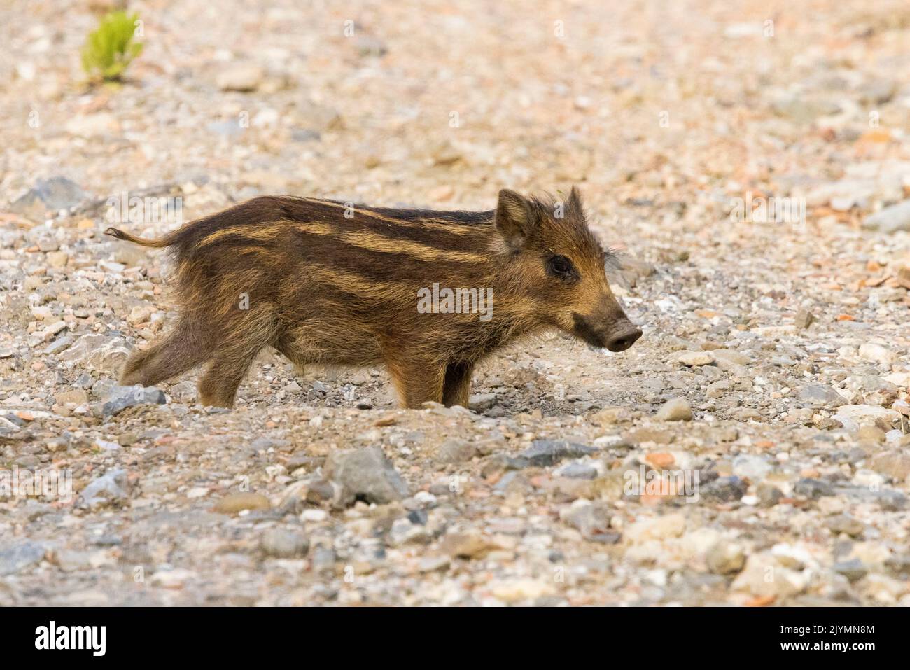 Wild Boar (Sus scrofa), cub standing on the ground, Campania, Italy Stock Photo