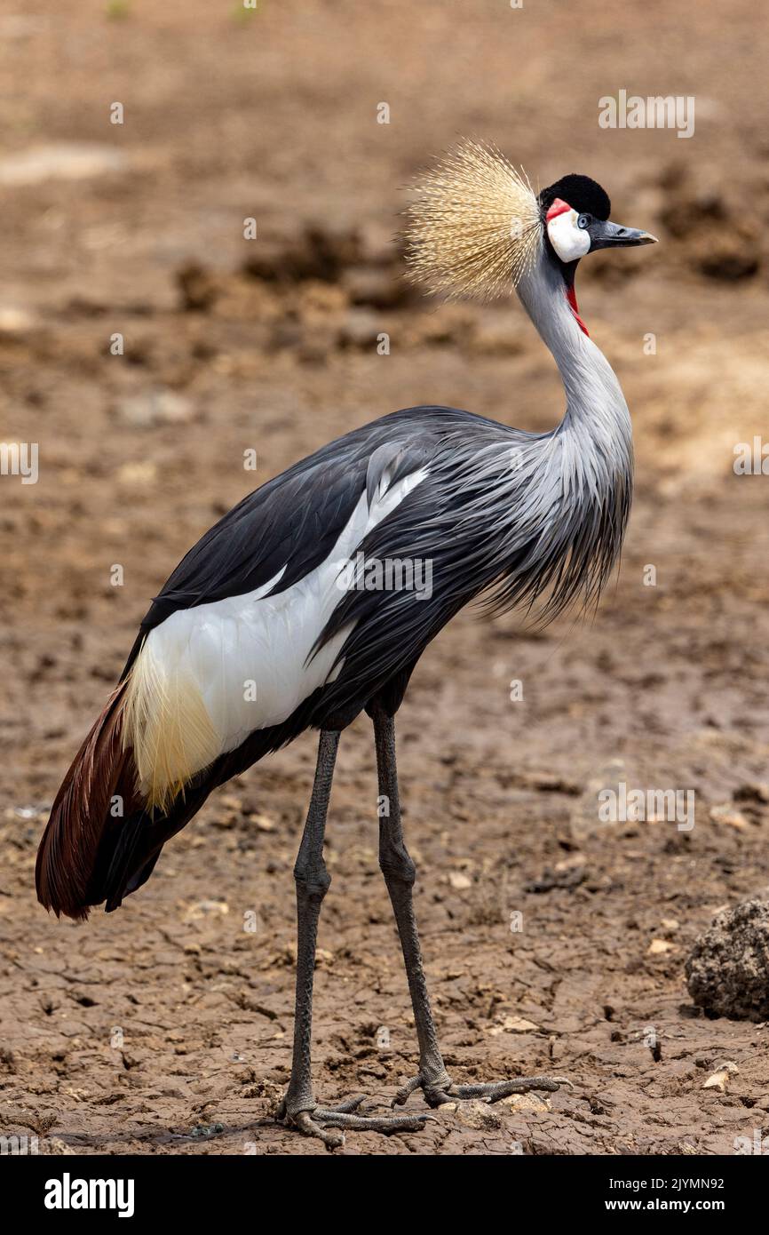 Black crowned crane (Balearica pavonina), foraging for food in a swamp, Masai Mara National Reserve, National Park, Kenya, East Africa Africa Stock Photo