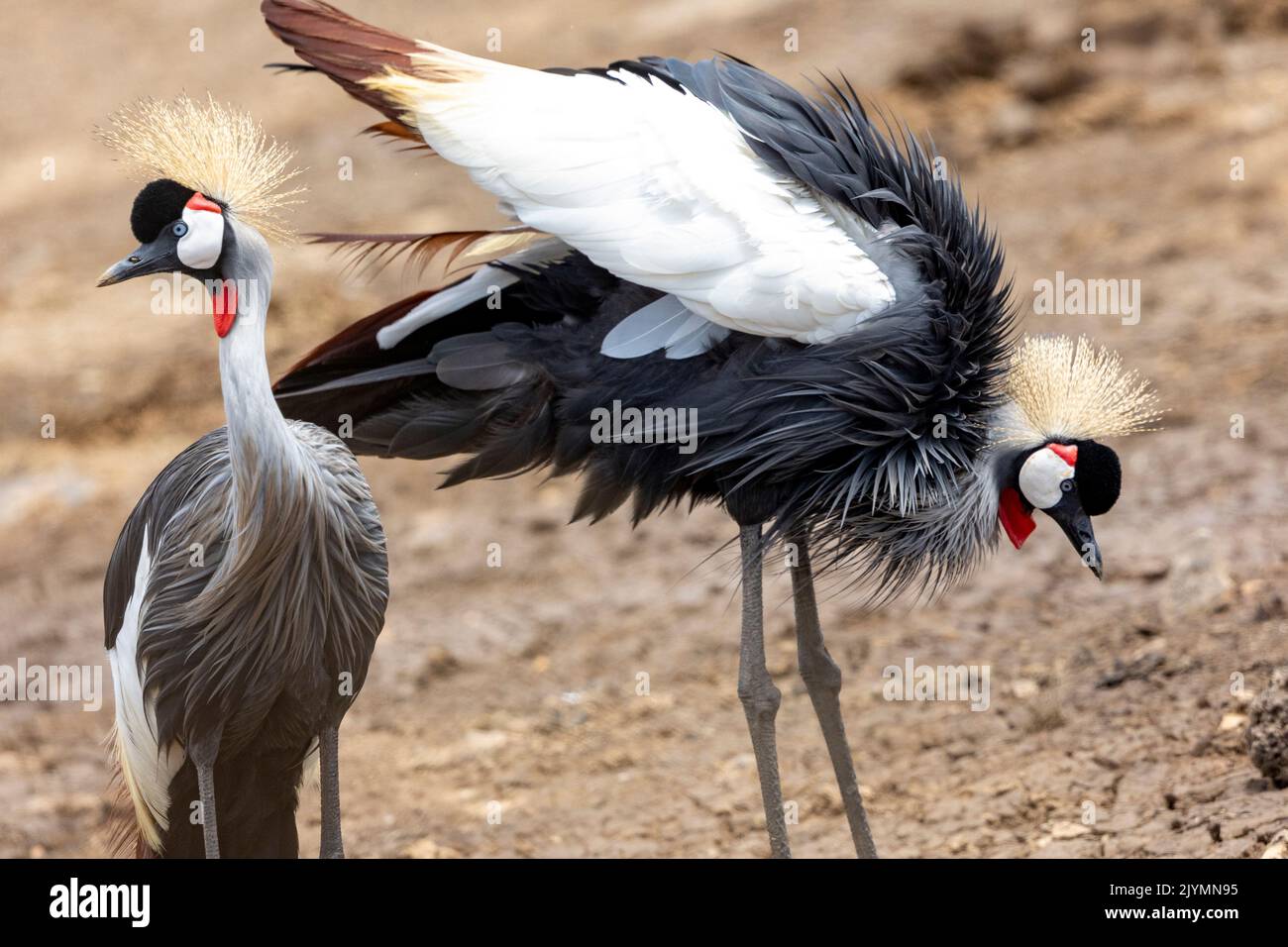 Black crowned crane (Balearica pavonina), foraging for food in a swamp, Masai Mara National Reserve, National Park, Kenya, East Africa Africa Stock Photo