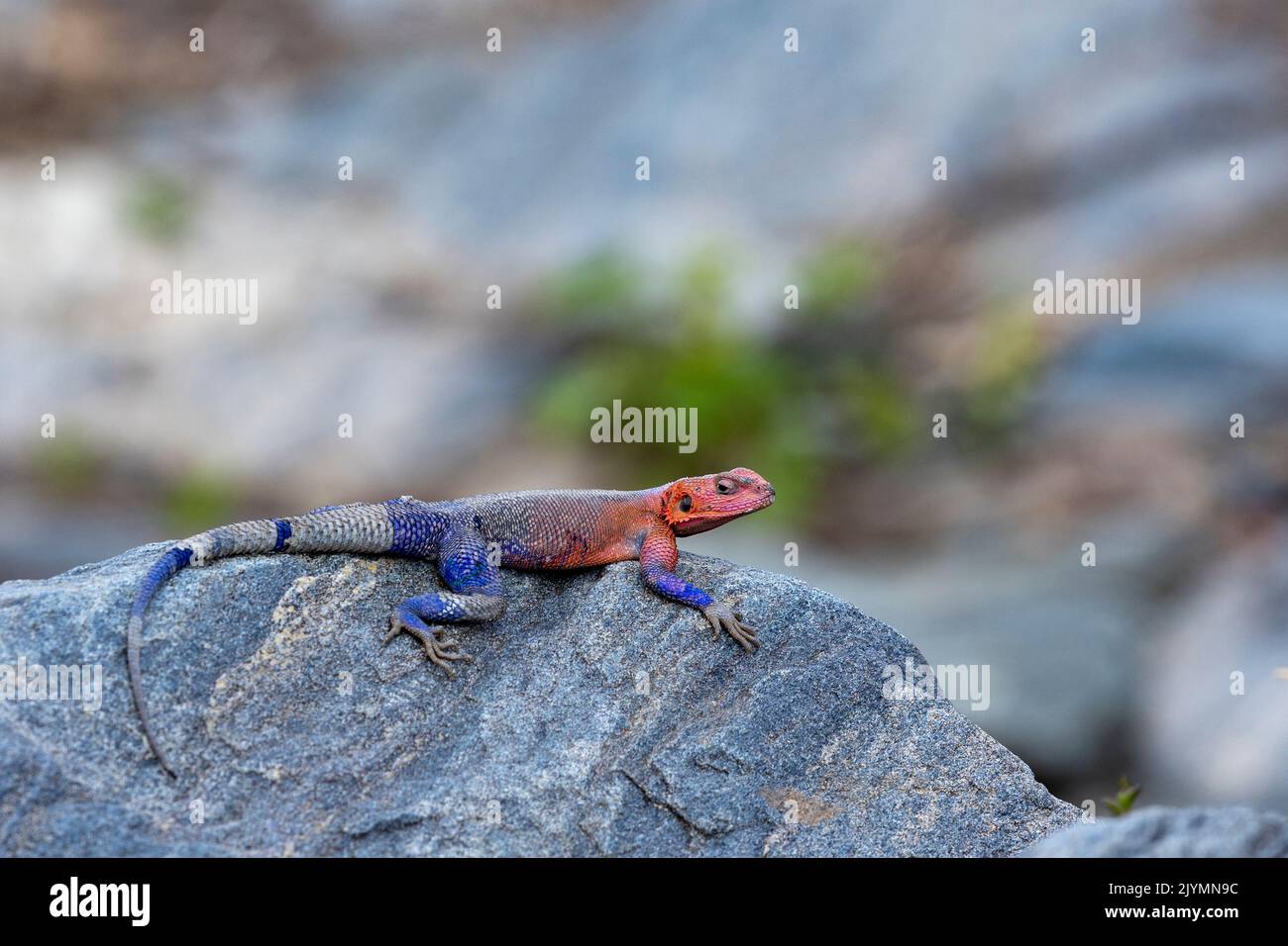 Common agama, red-headed rock agama, or rainbow agama (Agama agama) on a rock. The male is very colorful, the female is gray, Masai Mara National Reserve, National Park, Kenya, East Africa, Africa Stock Photo
