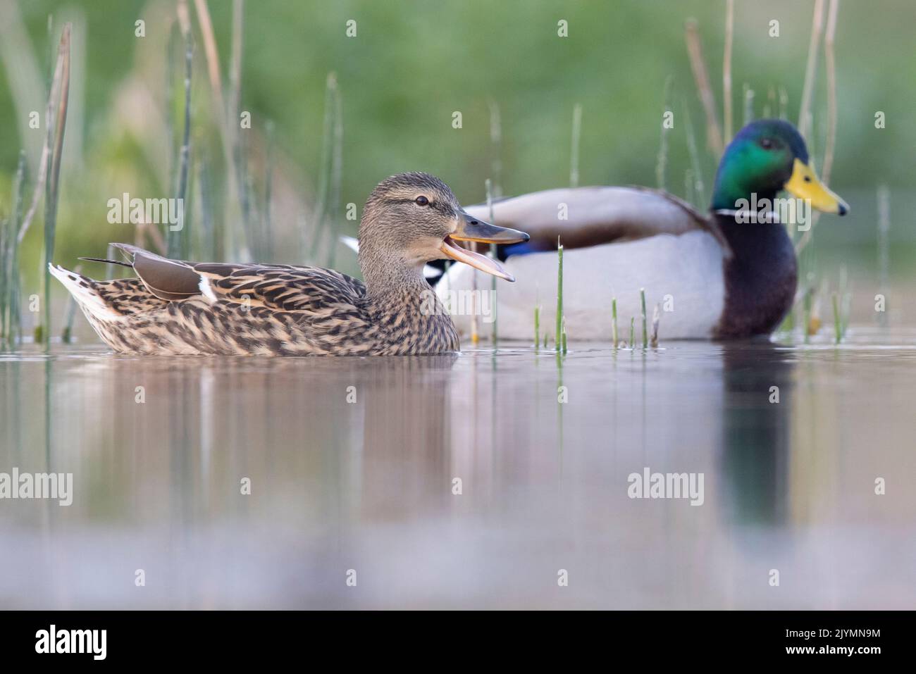 Mallard (Anas platyrhynchos), side view of a couple swimming in the water, Campania, Italy Stock Photo