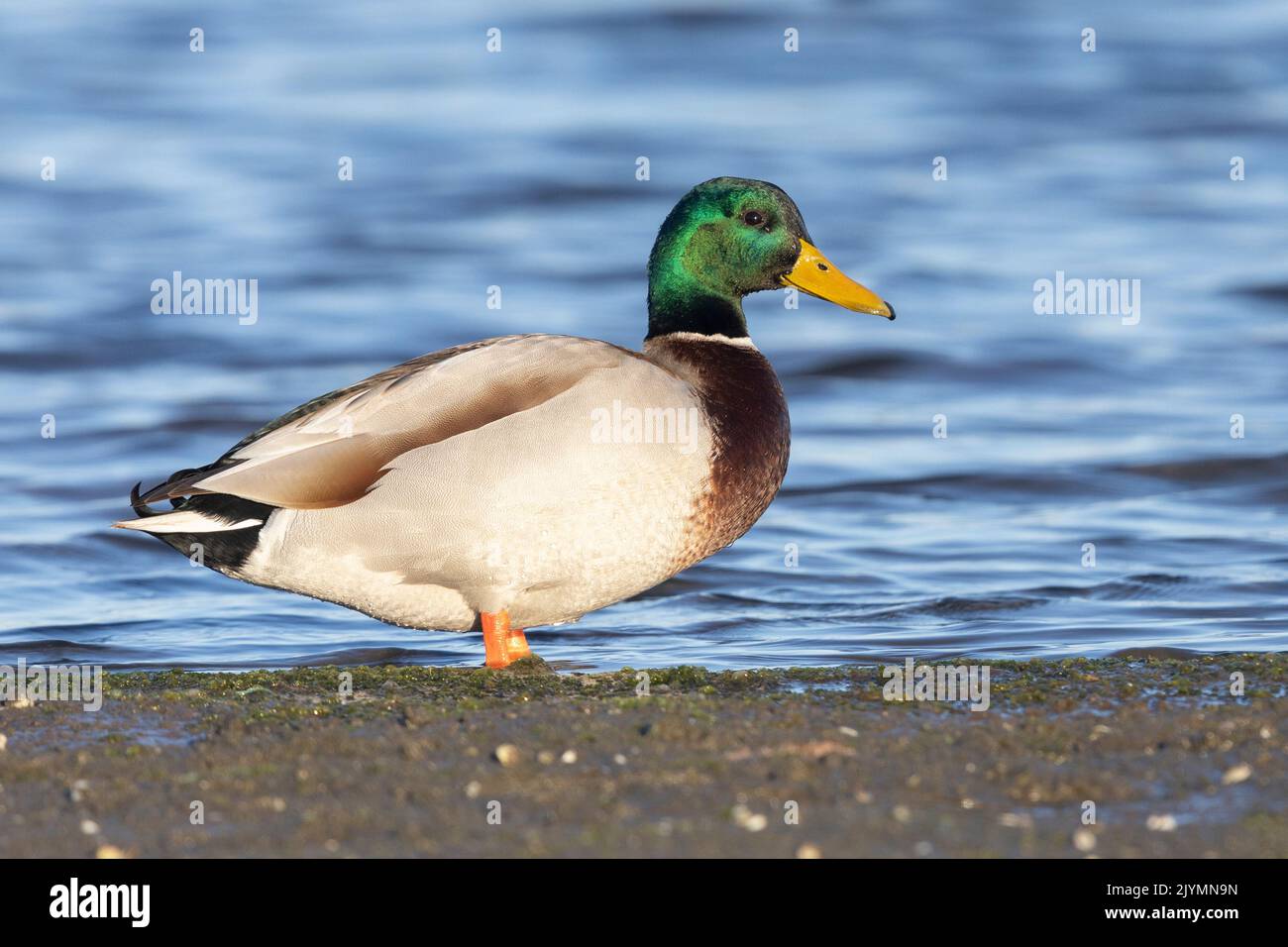 Mallard (Anas platyrhynchos), side view of an adult male standing on the ground, Campania, Italy Stock Photo