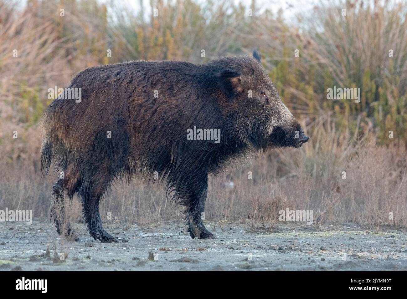 Wild Boar (Sus scrofa), side view of an adult standing on the ground, Lazio, Italy Stock Photo