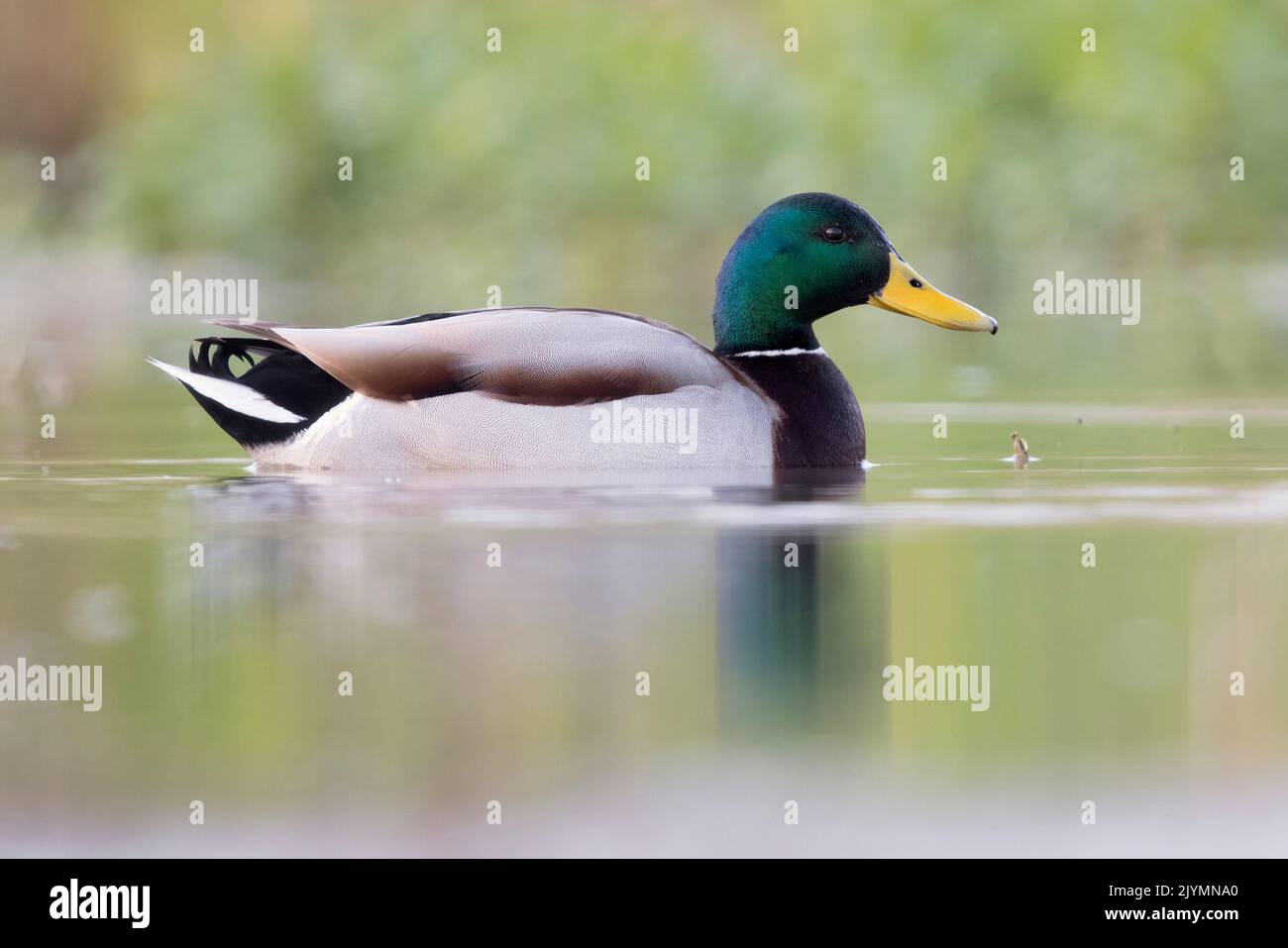 Mallard (Anas platyrhynchos), side view of an adult male swimming in the water, Campania, Italy Stock Photo