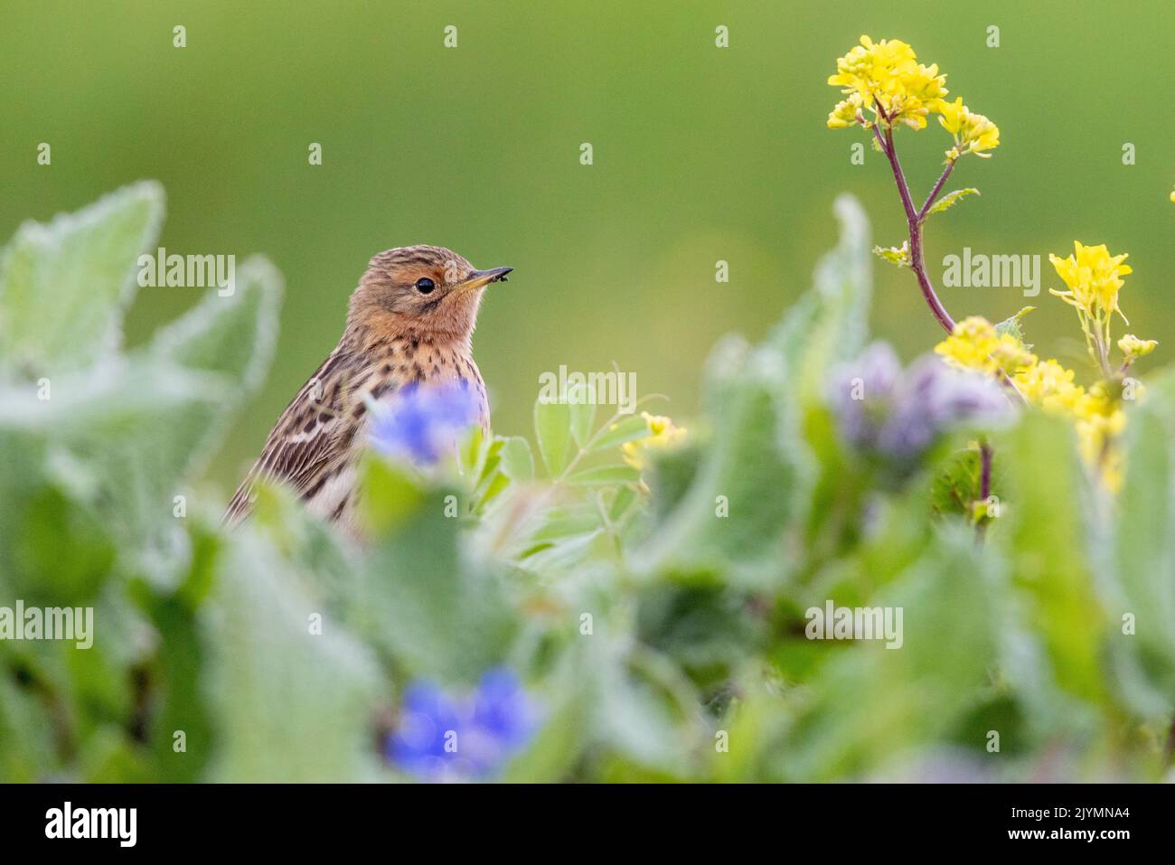 Red-throated Pipit (Anthus cervinus), adult standing among flower, Campania, Italy Stock Photo