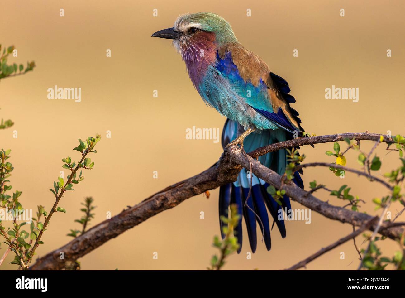 Long-tailed Roller (Coracias caudatus), grooming, perched on tree ...