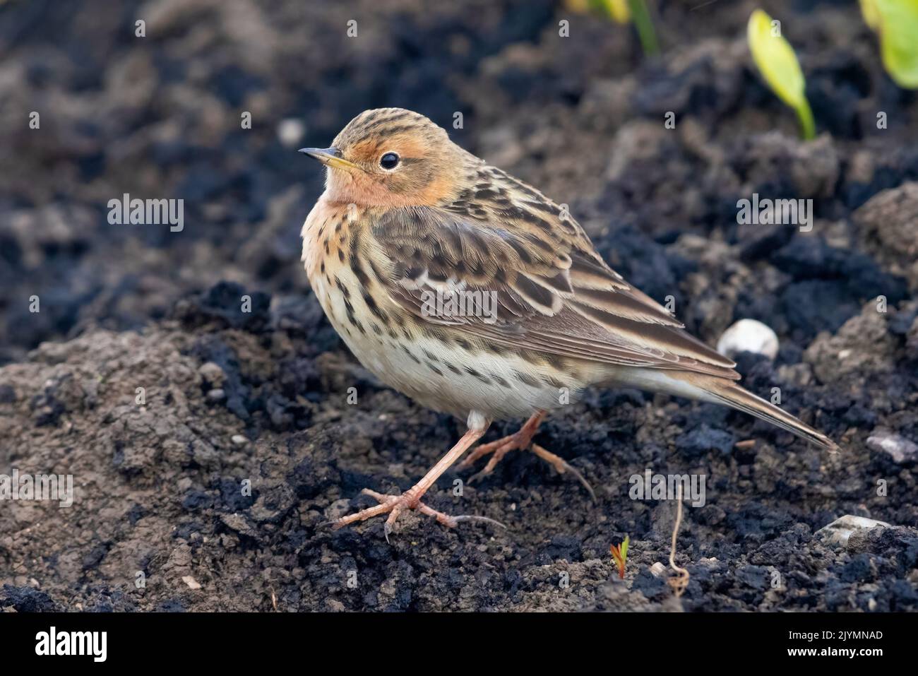 Red-throated Pipit (Anthus cervinus), side view of an adult standing on the ground, Campania, Italy Stock Photo