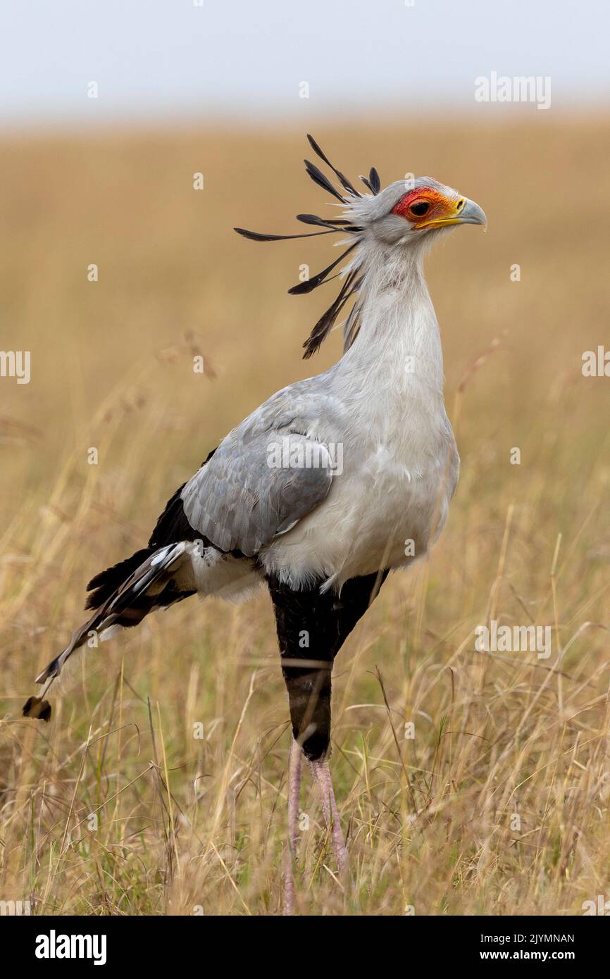 Secretary bird (Sagittarius serpentarius), moves in the savannah, Masai Mara National Reserve, National Park, Kenya, East Africa, Africa Stock Photo