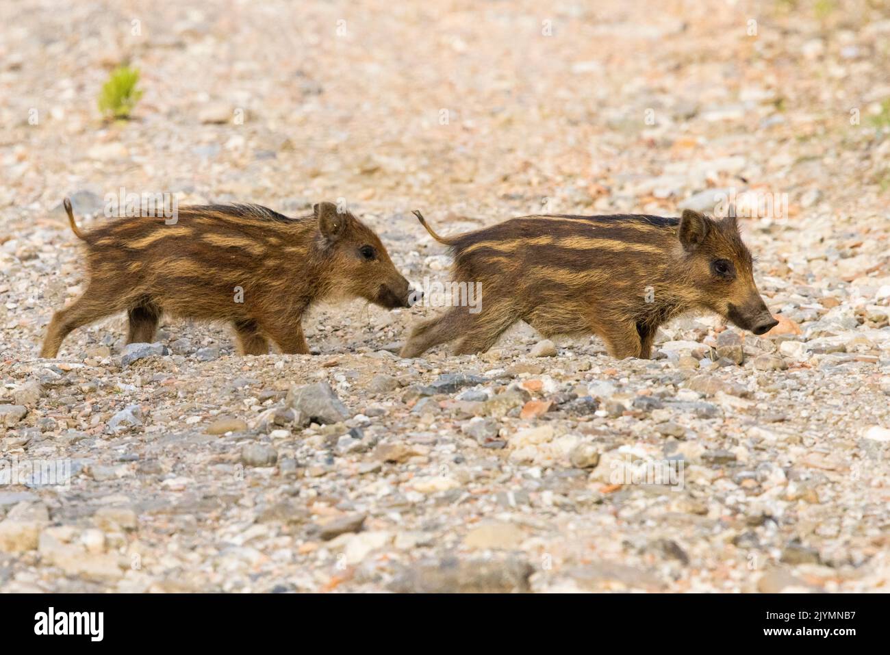 Wild Boar (Sus scrofa), two cubs standing on the ground, Campania, Italy Stock Photo