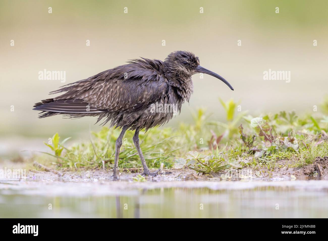 Eurasian Whimbrel (Numenius phaeopus), side view of a bird with the plumage covered in oil, Campania, Italy Stock Photo