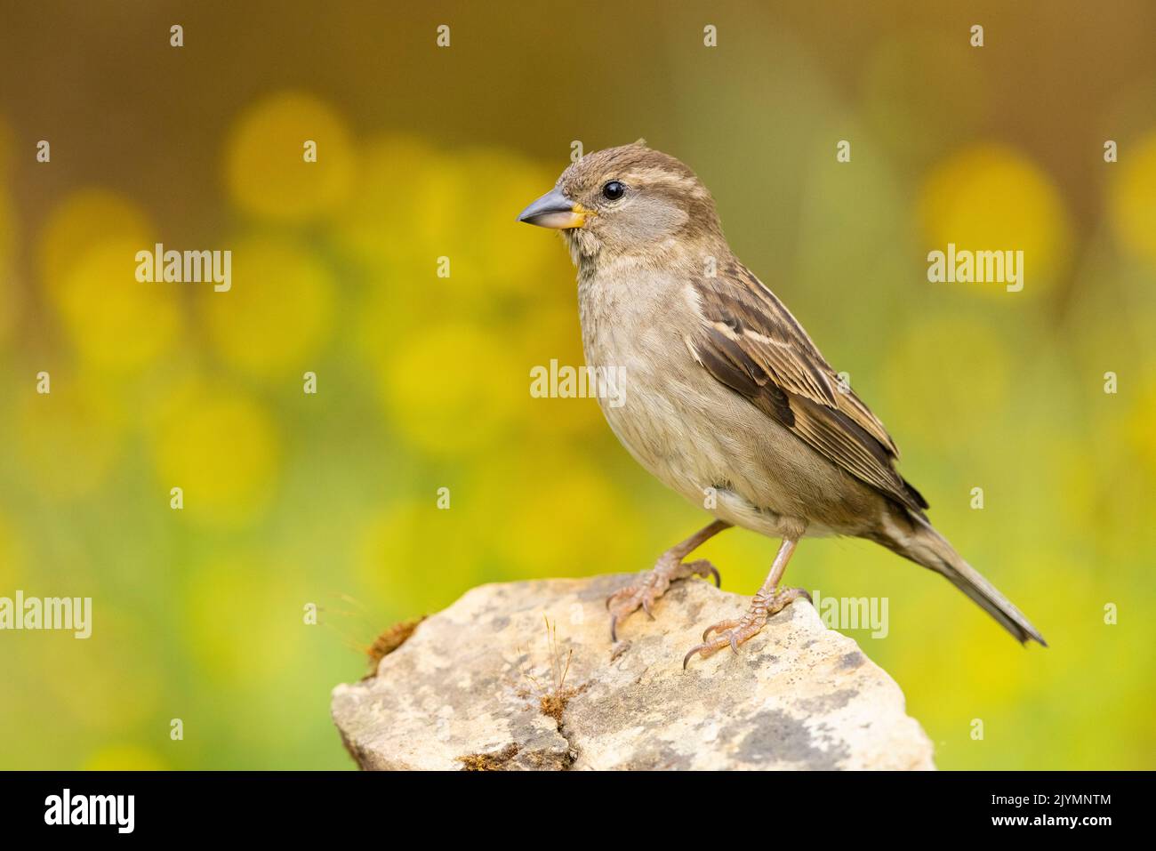 Italian Sparrow (Passer italiae), side view of an adult female standing on a rock, Campania, Italy Stock Photo