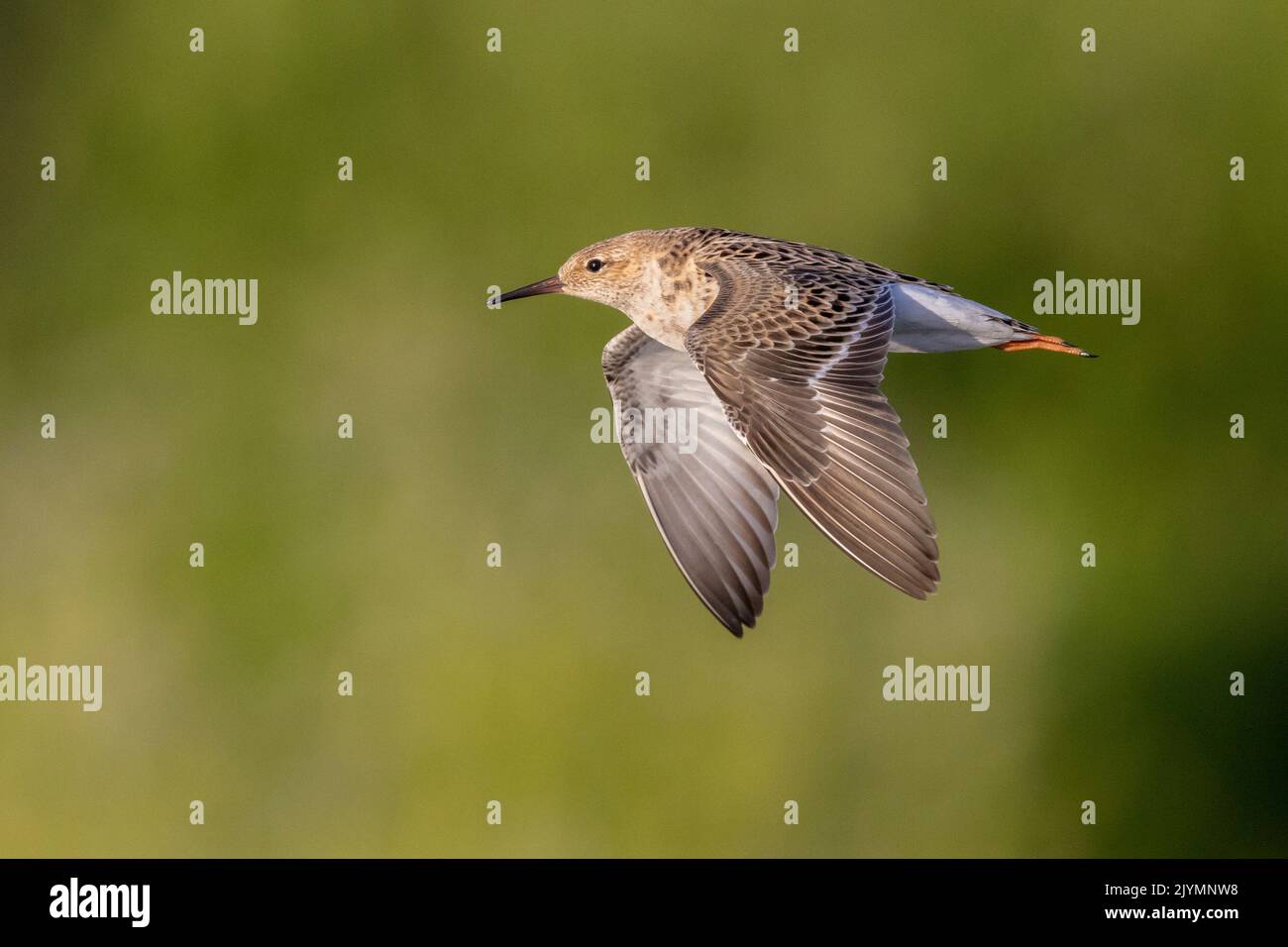 Ruff (Philomachus pugnax), side view of an adult female in flight, Campania, Italy Stock Photo