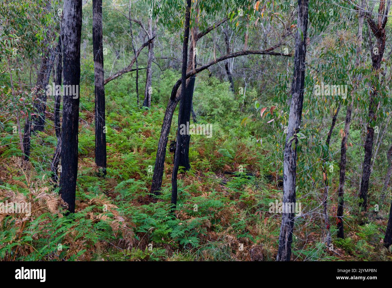 Eucalyptus Forest Recovery from forest fires in Australia. Long