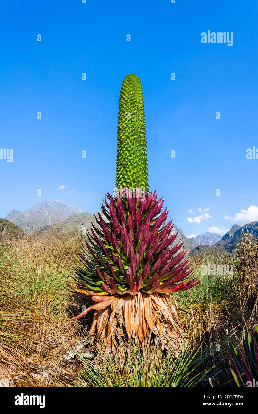 Giant Lobelia (Lobelia bequaertii) in the high mountains of the ...