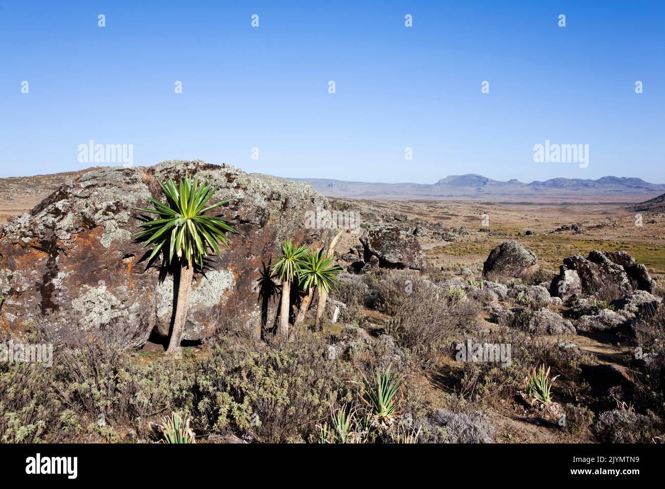 Giant Loebelia (Lobelia rhynchopetalum) in the Bale Mountains of ...