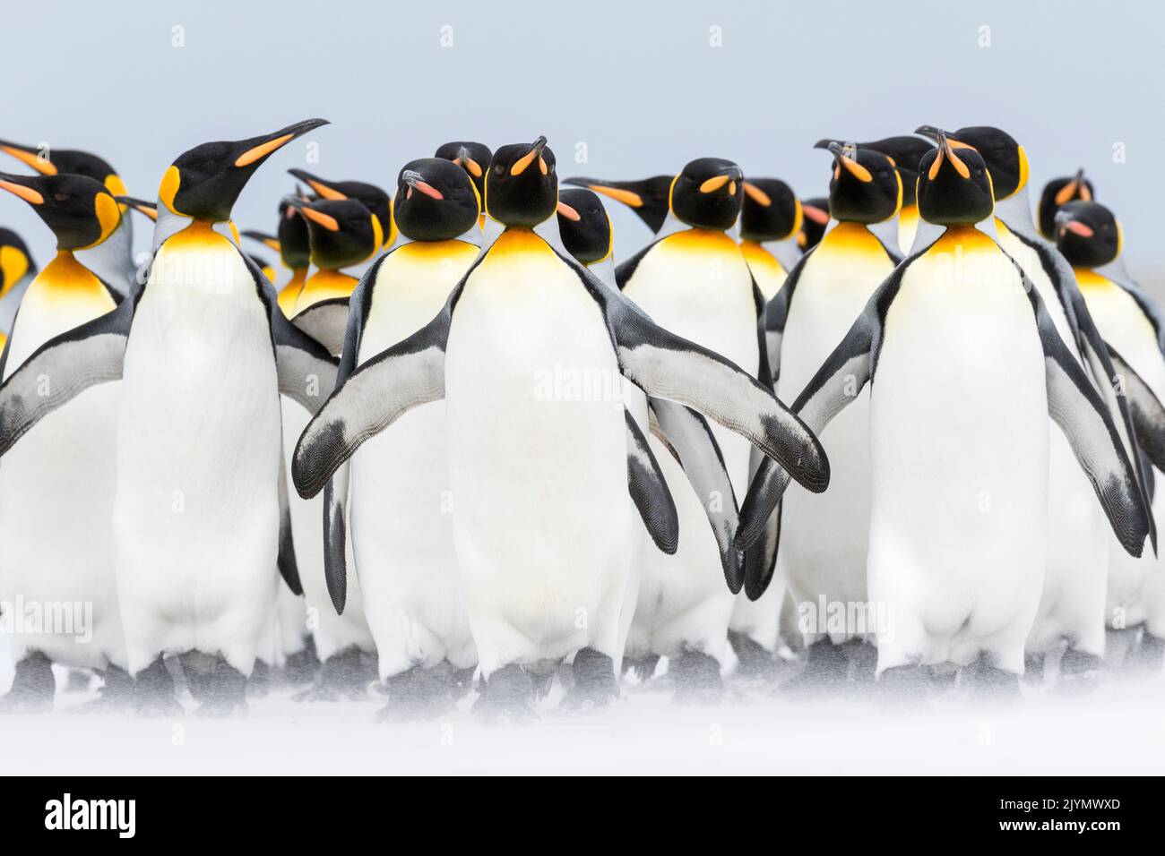 King Penguin (Aptenodytes patagonicus) on the Falkand Islands in the