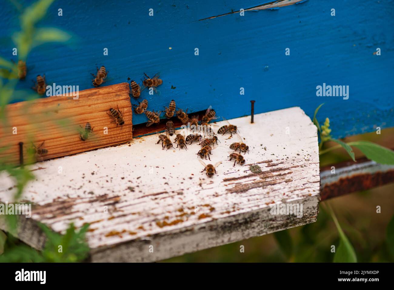 Hives in an apiary with bees in a green garden Stock Photo - Alamy