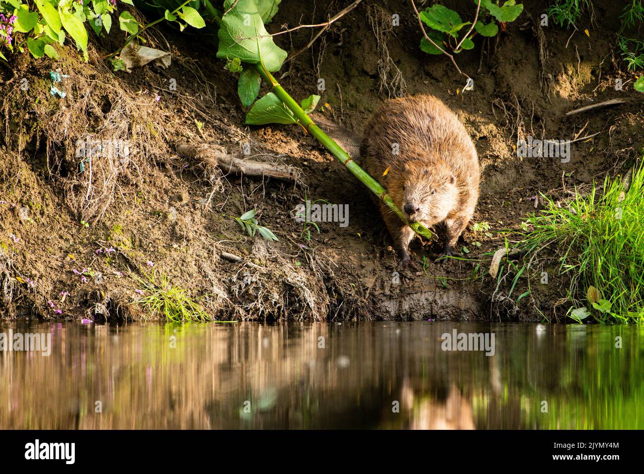 European beaver (Castor fiber) retrieving a branch of Japanese knotweed from the bank in summer, Alsace, France Stock Photo