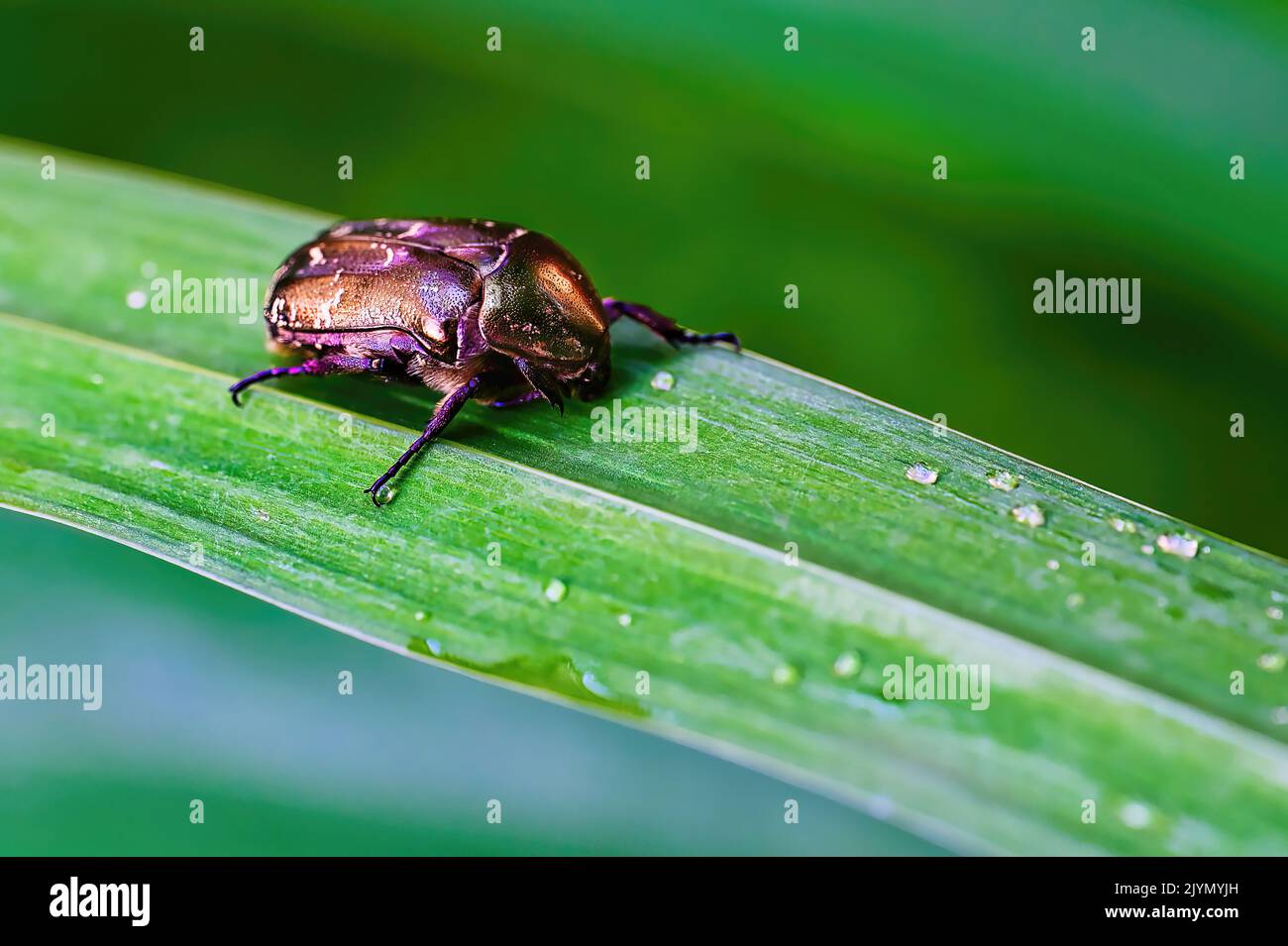 Macro shot of a copper chafer (Protaetia cuprea) sitting on a leaf with water drops. Stock Photo