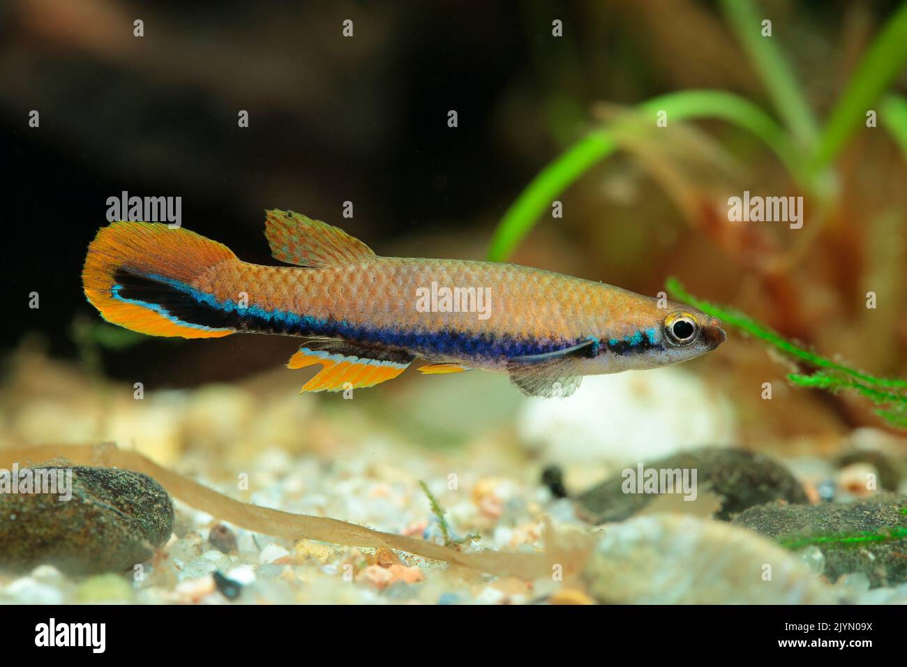 Blue Striped Rivulus (Laimosemion xiphidius) male in aquarium Stock Photo