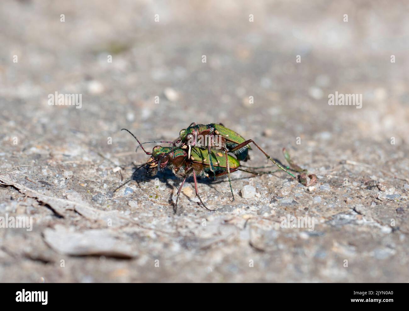 Green Tiger Beetle (Cicindela campestris) mating on ground, Brenne, France Stock Photo