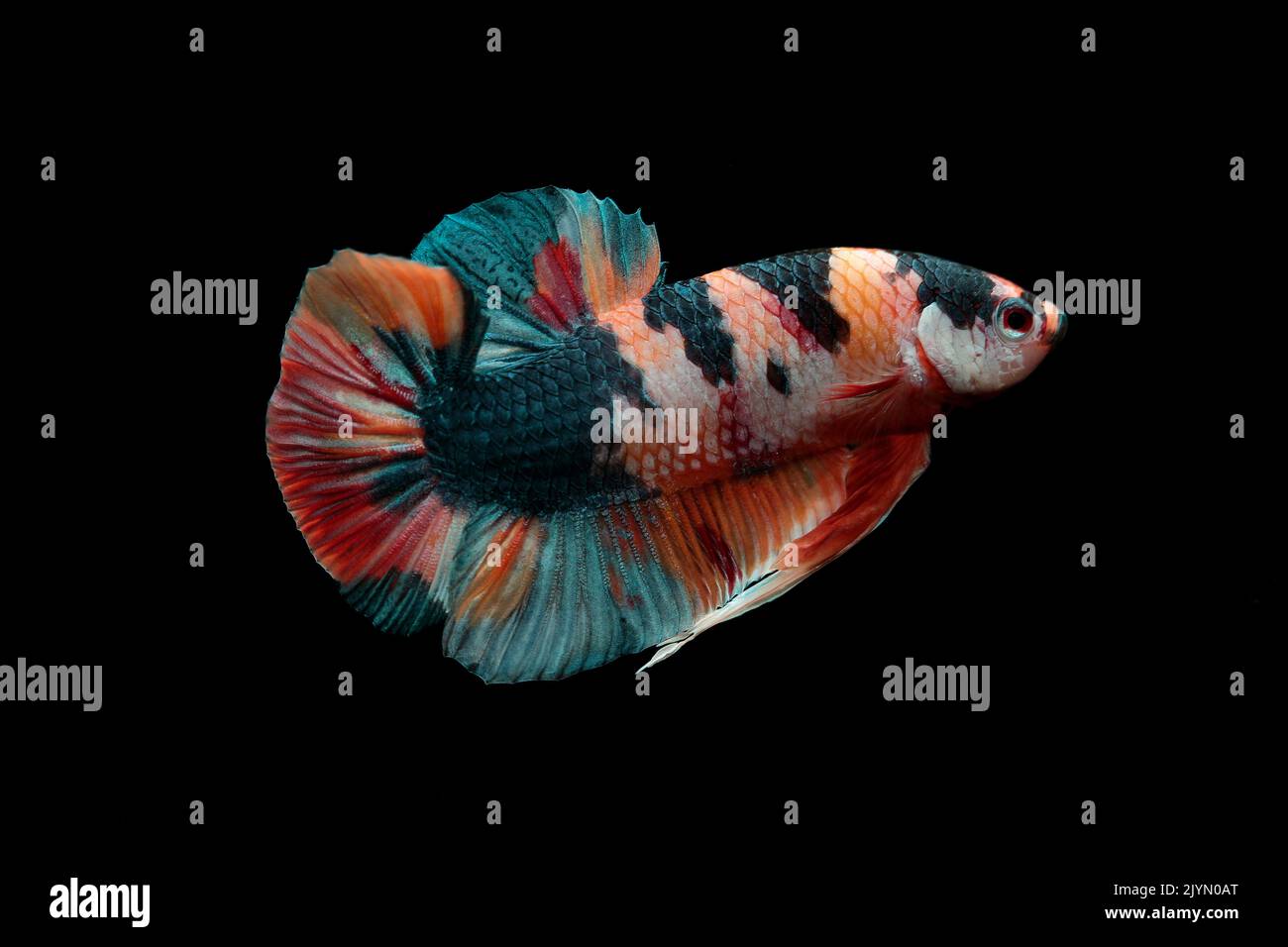 Siamese fighting fish (Betta splendens). Betta koi plakat male on black background Stock Photo