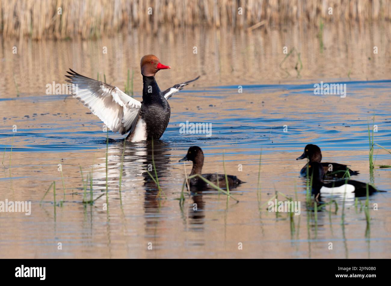 Red-crested Pochard (Netta rufina) on the water, spreading its wings, Brenne, France Stock Photo