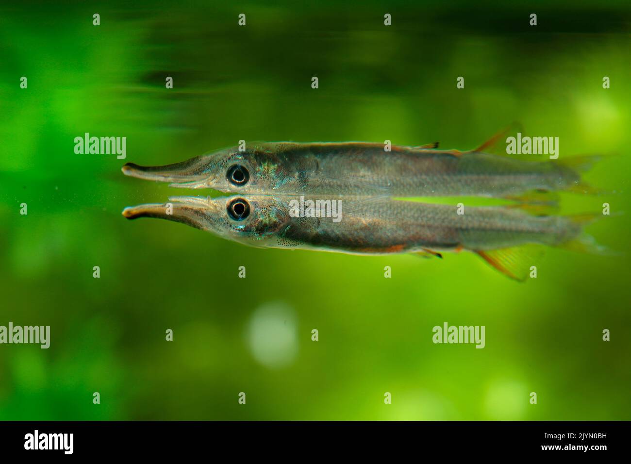 Wrestling halfbeak (Dermogenys pusilla) on the surface with its reflection in the aquarium Stock Photo