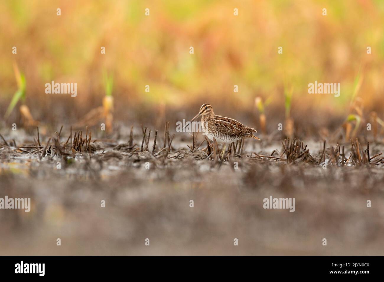 Common Snipe (Gallinago gallinago) in a flooded field, France Stock Photo