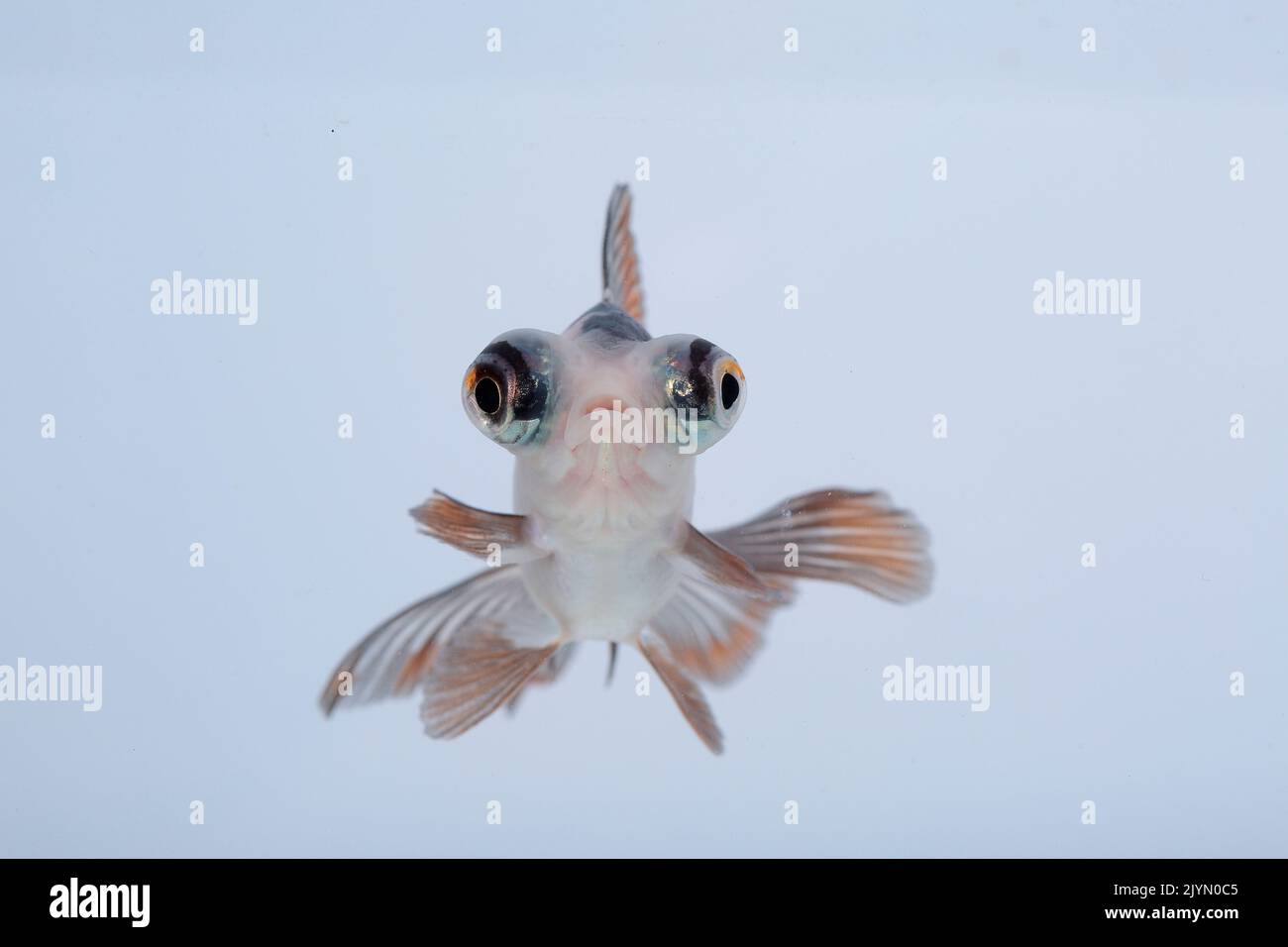 Panda eye sailfish (Carassius auratus). Close-up on white background Stock Photo
