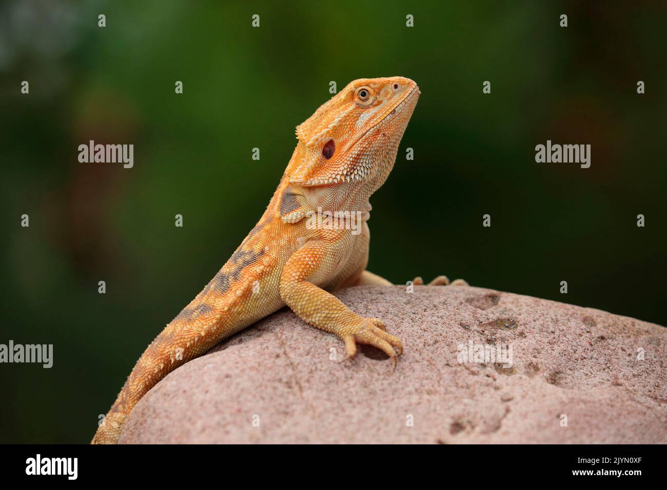 Central Bearded Dragon (Pogona vitticeps), Scaleless agame on a rock outside Stock Photo