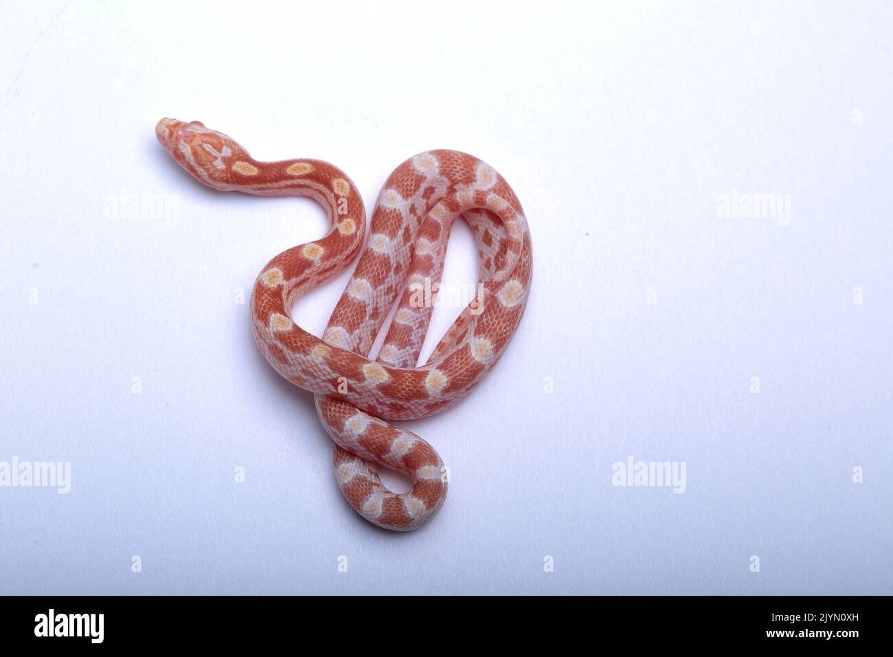 Red corn snake (Pantherophis guttata) juvenile on white background, Mutation Butter motley Stock Photo