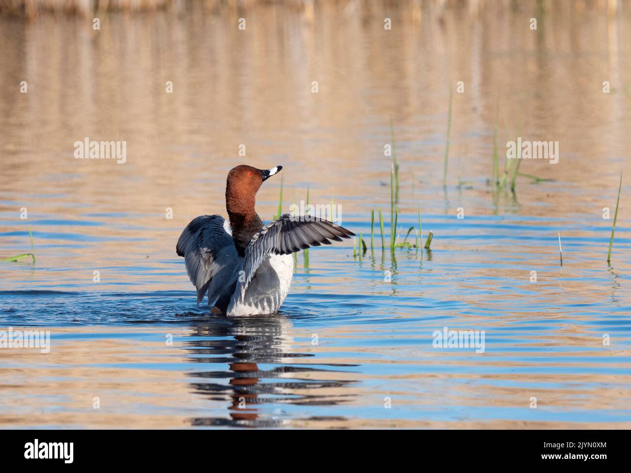 Common Pochard (Aythya ferina) on the water, spreading its wings, Brenne, France Stock Photo