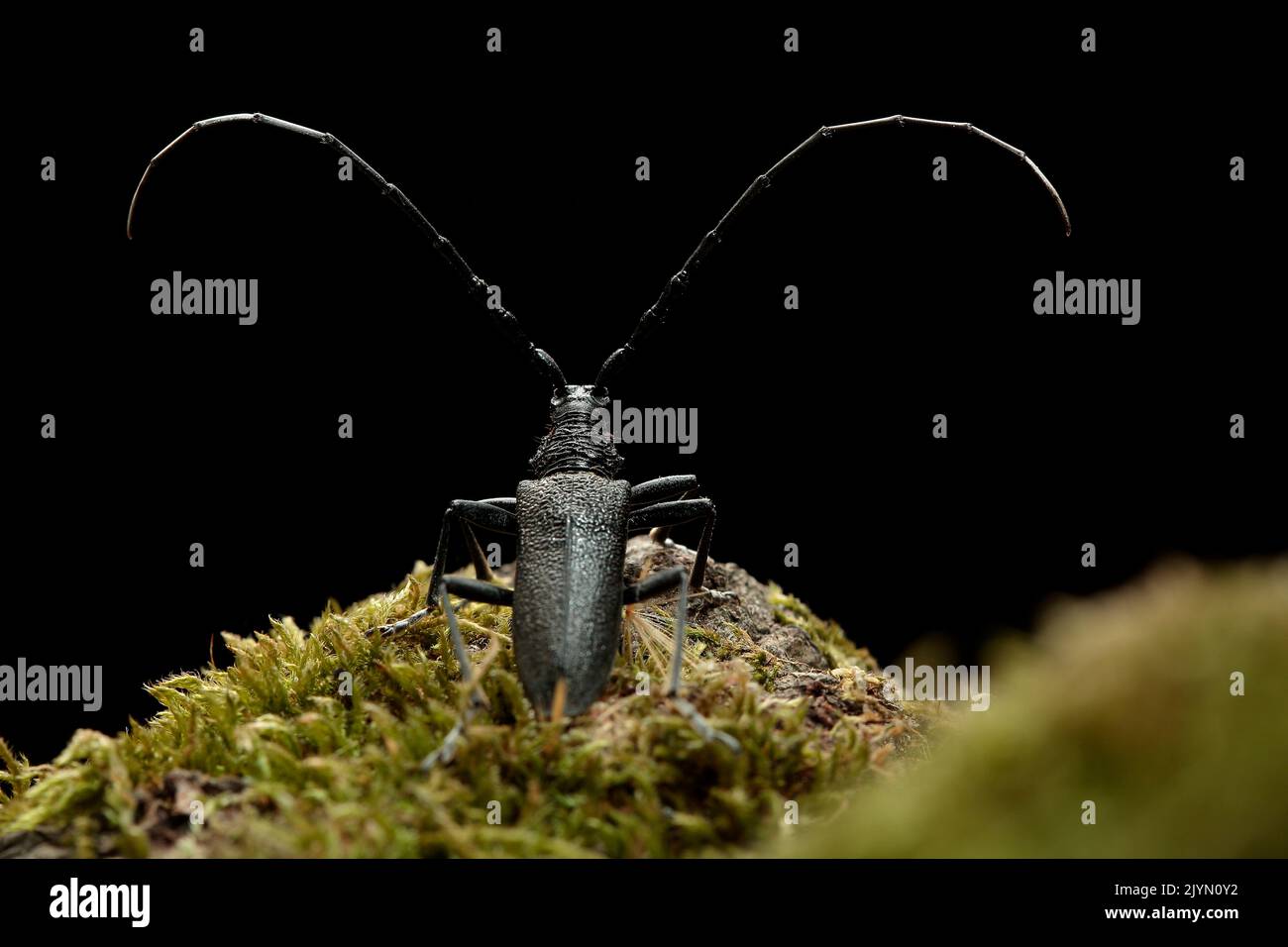 Capricorn beetle (Cerambyx scopolii) on black background Stock Photo