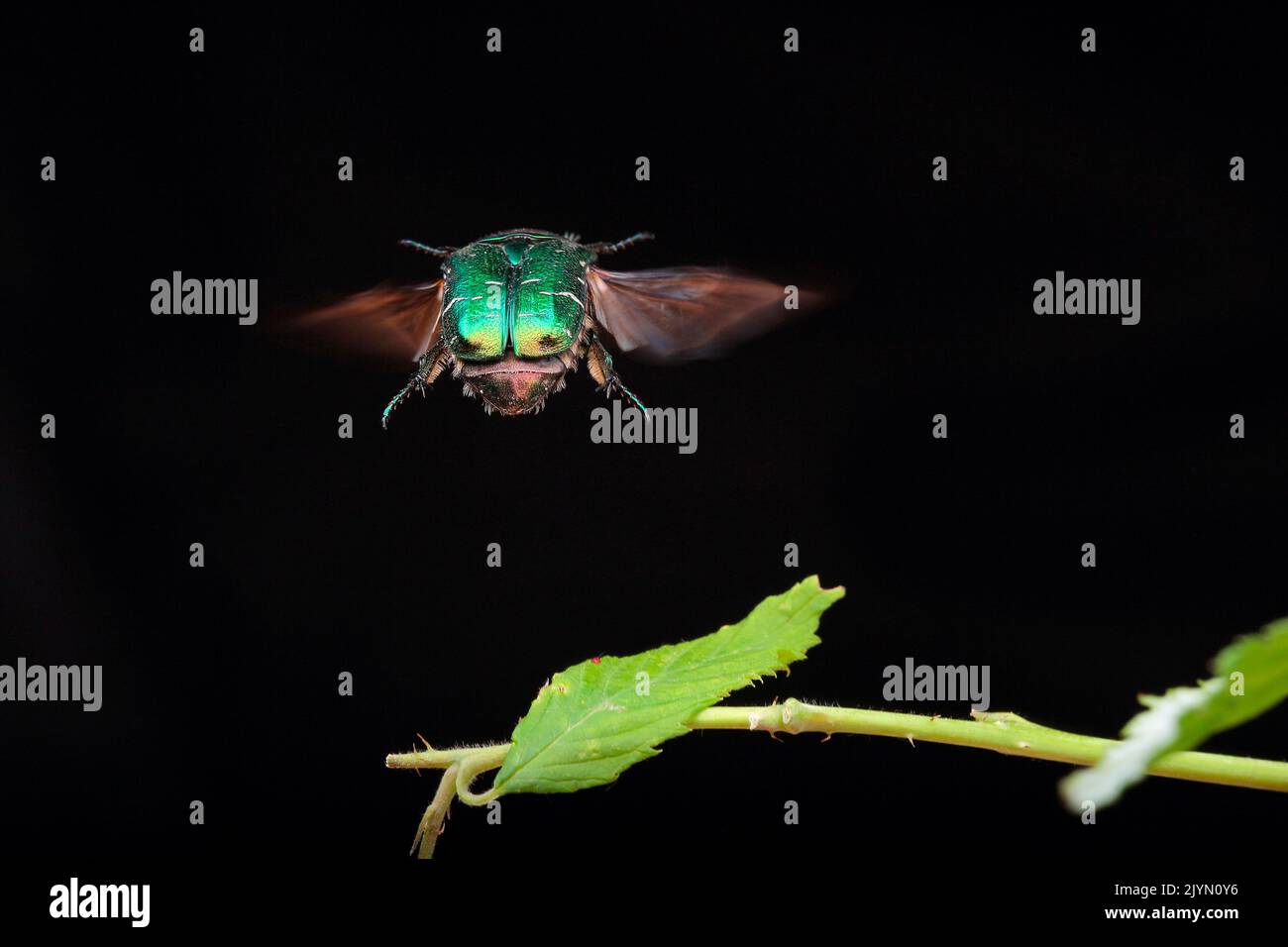 Rose Chafer (Cetonia aurata) in flighty on a black background, France Stock Photo