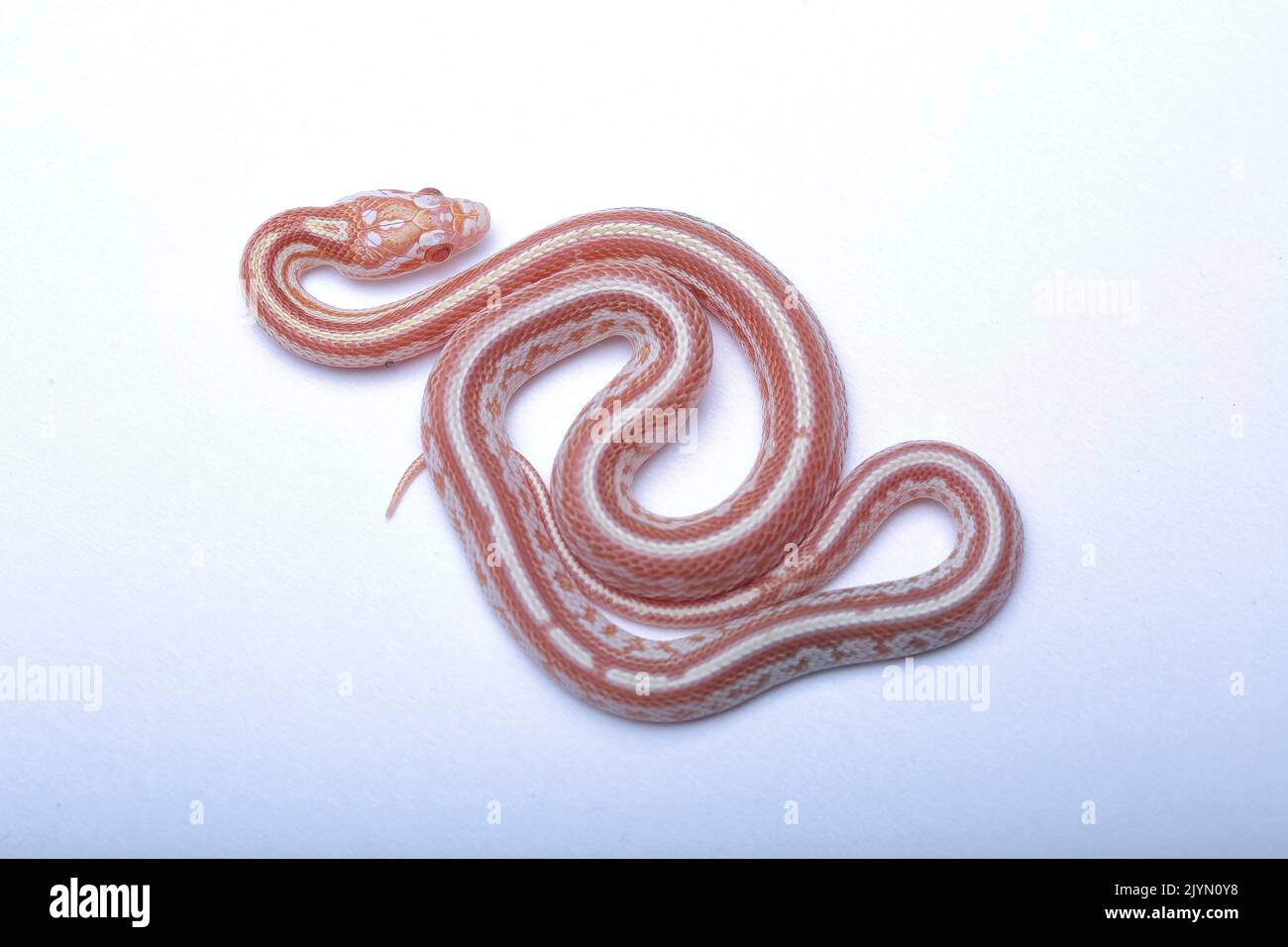 Red corn snake (Pantherophis guttata) juvenile on white background