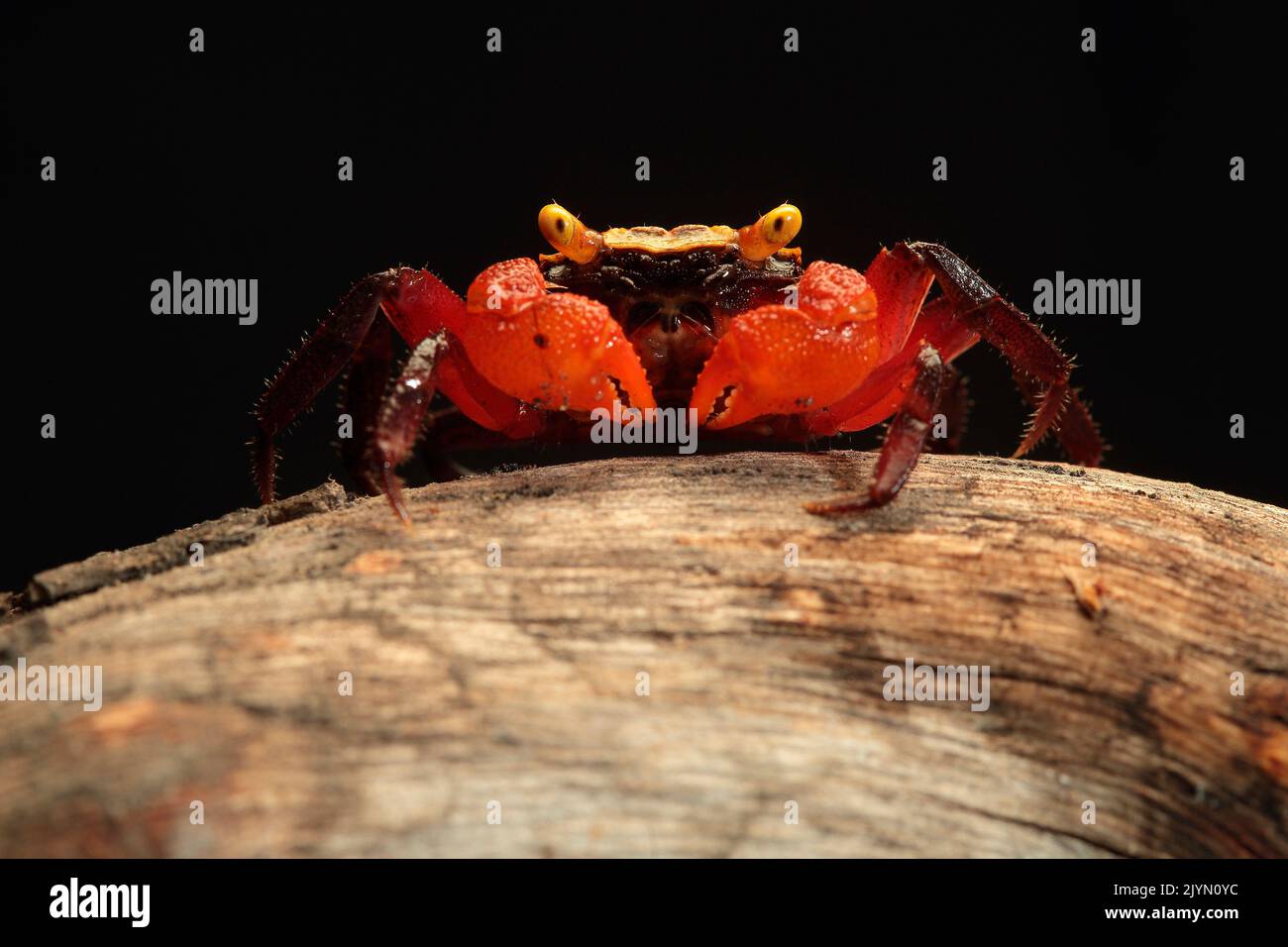 Mandarin crab (Geosesarma notophorum) facing on black background Stock Photo