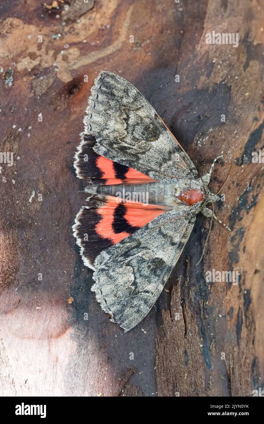 Red underwing (Catocala nupta), wings open, on a dead tree trunk, Alsace, France Stock Photo