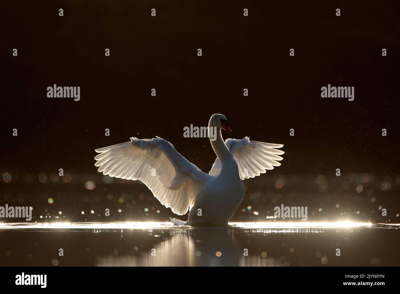 Mute swan (Cygnus olor) against the light with its wings open on the water, Alsace, France Stock Photo