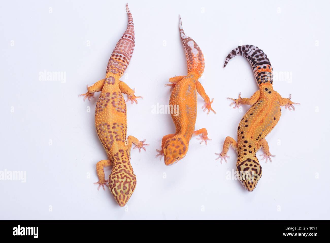 Common leopard gecko (Eublepharis macularius) three geckos on white background Stock Photo