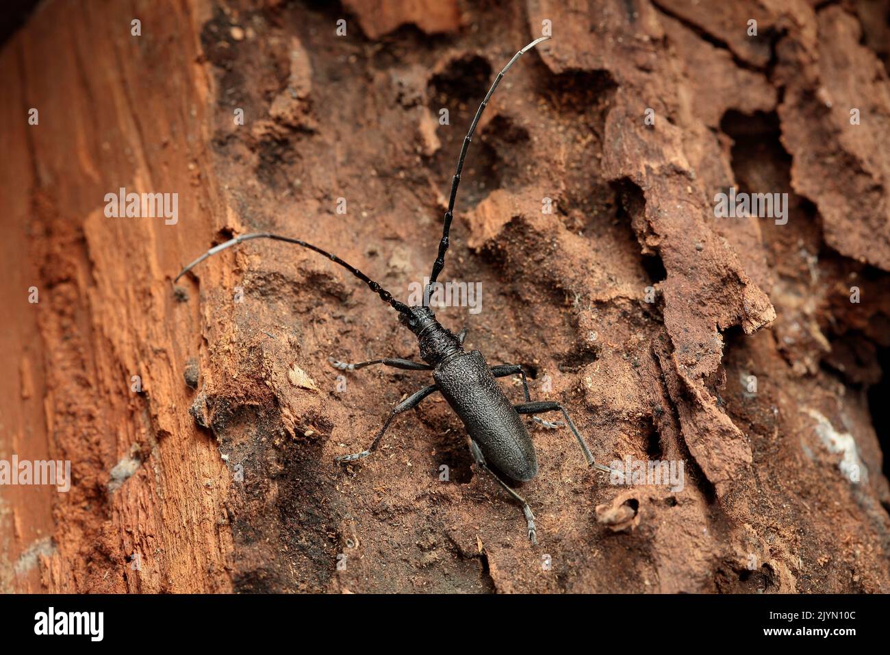 Capricorn beetle (Cerambyx scopolii) on decomposing wood Stock Photo